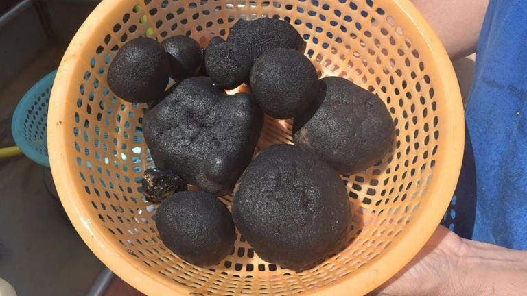 Rocas con metales valiosos encontradas en el fondo del mar de Tokio. | Nippon