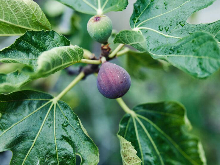 feigenbaum-d-ngen-der-beste-d-nger-landet-immer-im-m-ll
