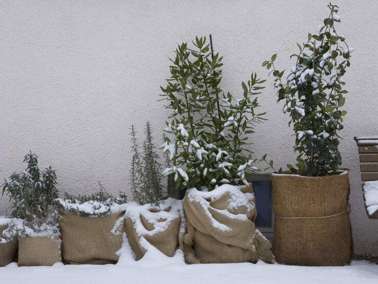 Dipladenia überwintern Mit diesen 5 Tipps gelingt es