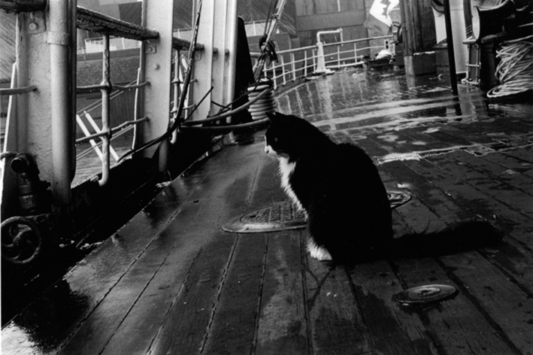 The Tale of Jenny, The Only Cat That Was on Titanic