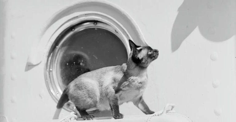 The Tale of Jenny, The Only Cat That Was on Titanic