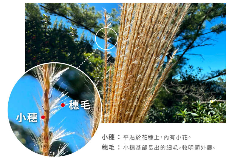 四種芒花植物怎麼分？芒草愛山，甜根子在河畔，蘆葦是海派，蘆竹不會禿頭