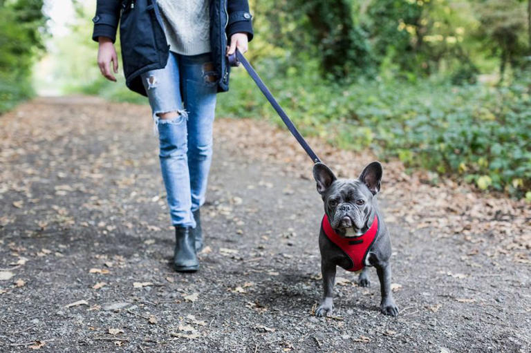 Dog trainer shows simple way to stop your pet from pulling on the lead during walks