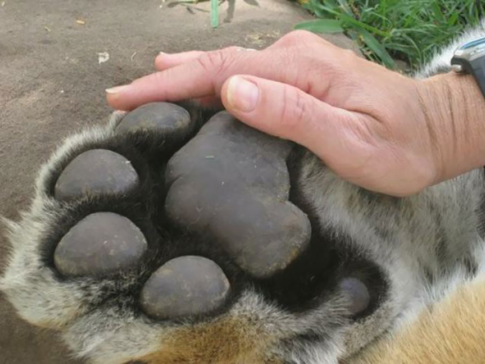 #21 The Size Of A Tiger Paw Compared To A Man's Hand