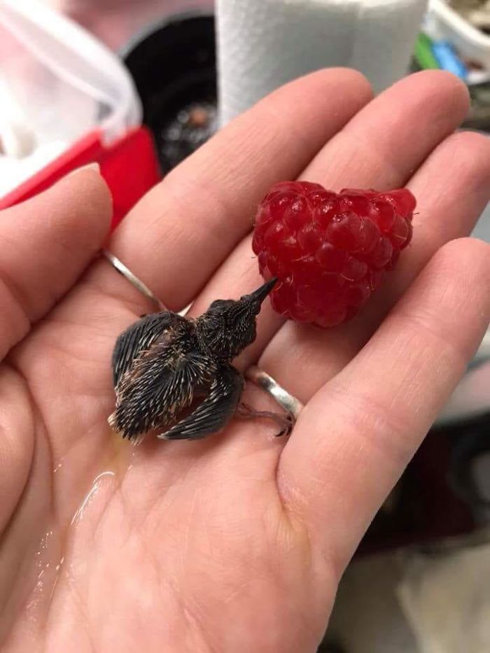 #10 Tiny Baby Hummingbird Compared To A Size Of A Raspberry
