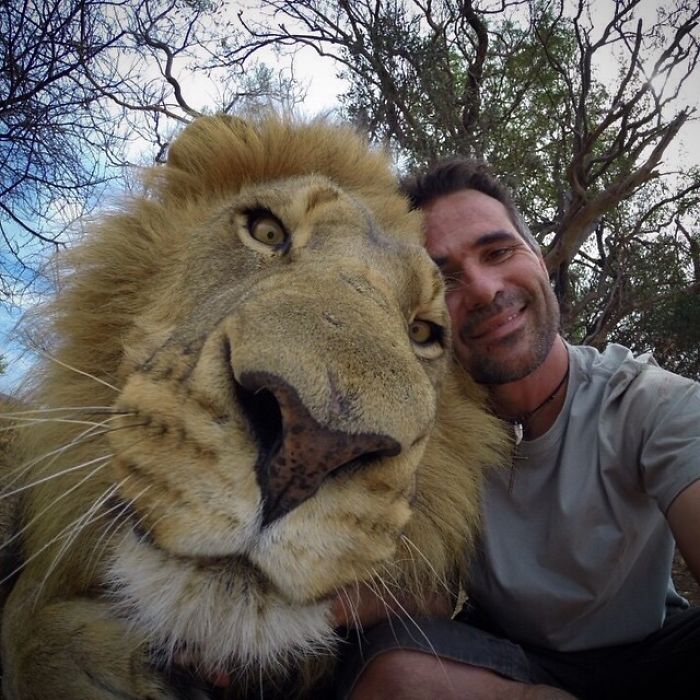 #19 Lion's Head Compared To Man's Head. Absolute Unit