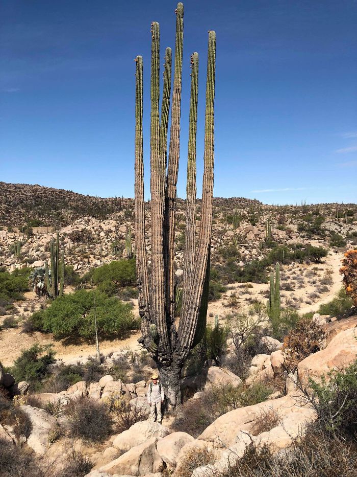#14 Did You Guys Know How Big Cactus Can Get? That’s Me At The Bottom