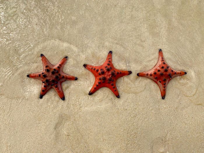 #30 Starfish With 6, 5 And 4 Arms