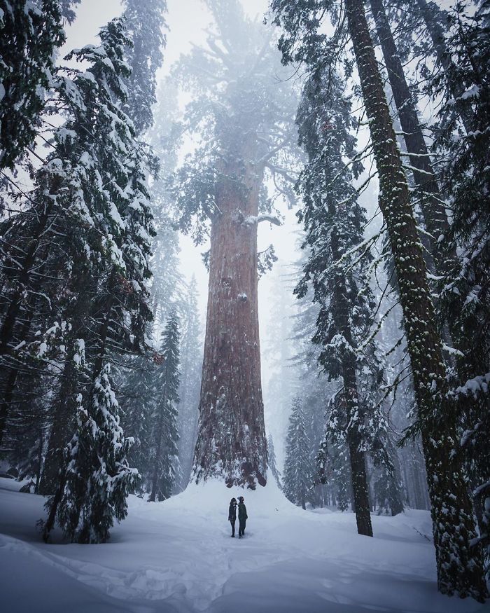 #12 Humans Compared To Majestic Sequoias In The Winter