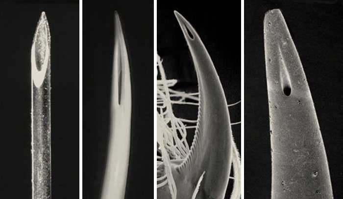 #37 Comparison Of The Tip Of A Hypodermic Needle, A Viper's Fang, A Spider's Fang And The Stinger Of A Scorpion