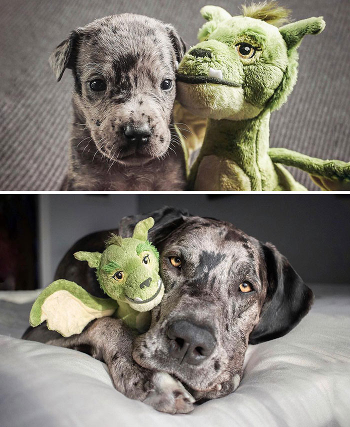 #2 4 Weeks vs. Full Grown, With His Favorite Toy