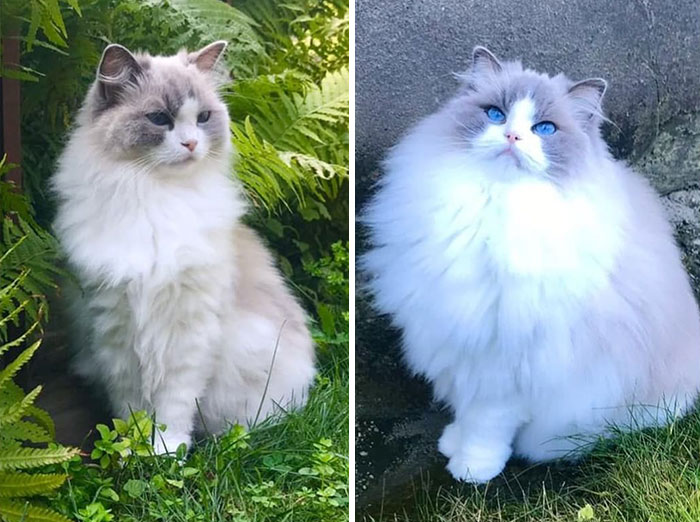 #6 Summer Floof vs. Winter Floof