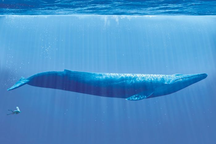#7 The Largest Animal To Ever Exist, The Blue Whale Compared To A Diver