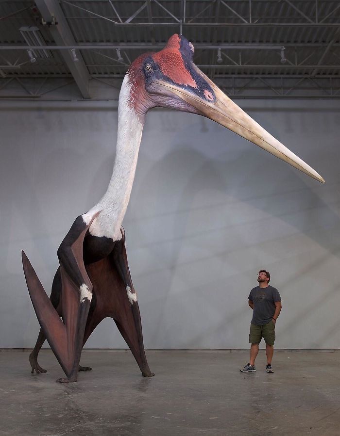 #29 Quetzalcoatlus Northropi Model Next To A 1.8m Man. The Largest Known Flying Animal Ever Exist