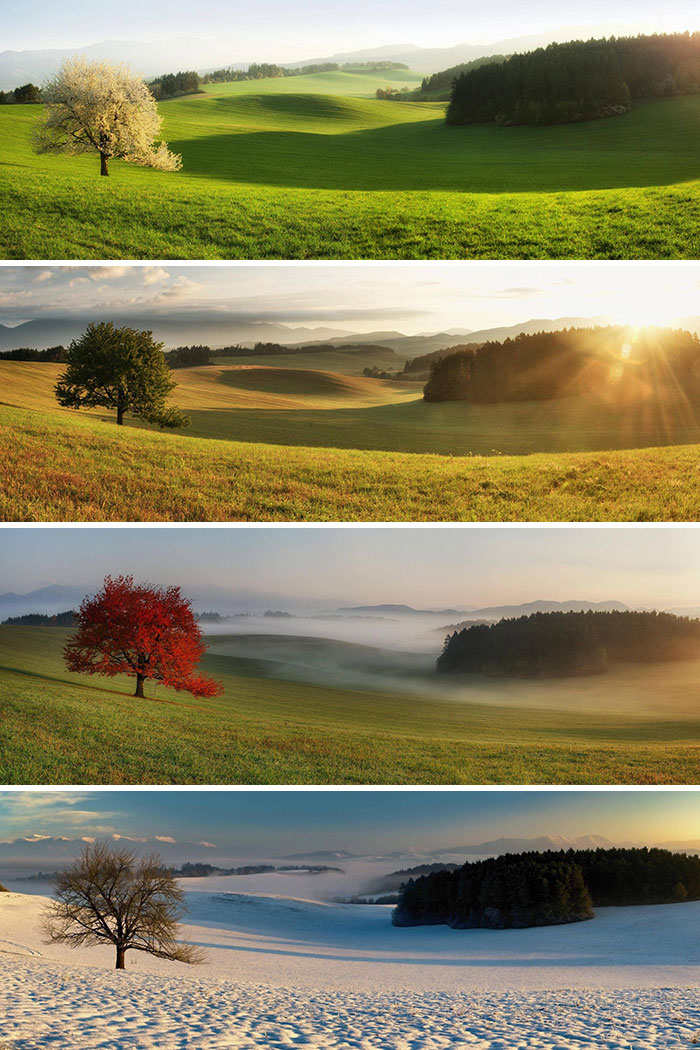 #1 Same Tree, Different Seasons