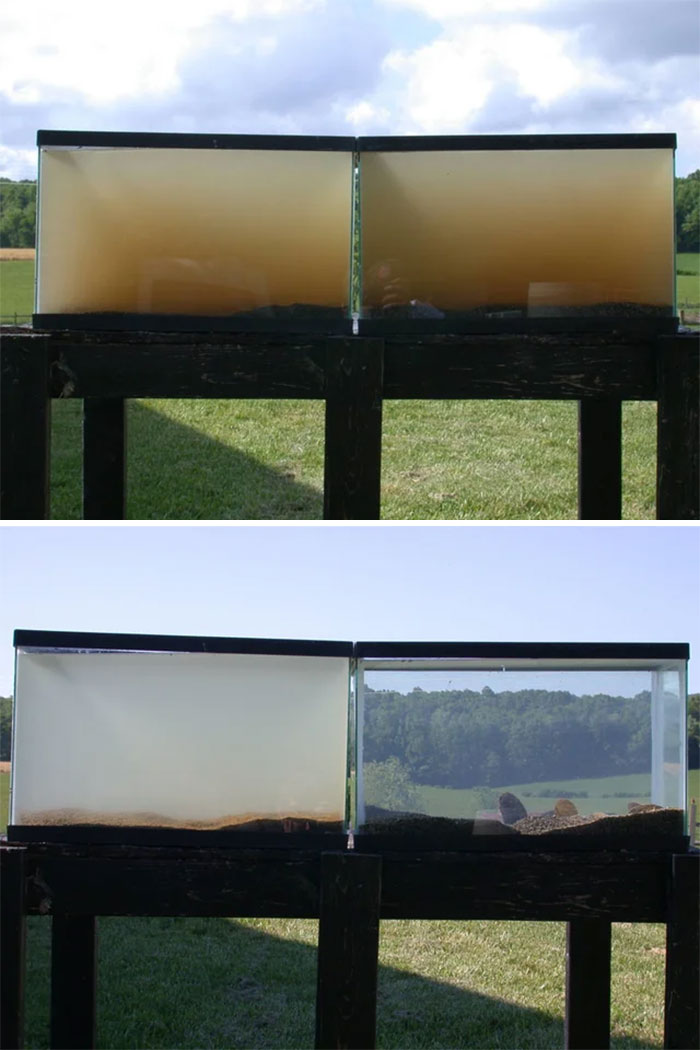 #13 Two Tanks Were Set Up With Water From A Virginia Stream For 24 Hours. The One On The Right Had Mussels In It, The One On The Left Didn't