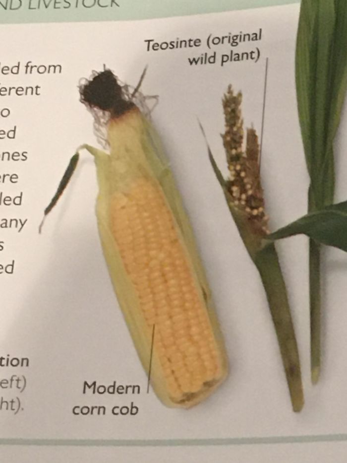 #39 The Difference Between Modern Corn And Corn Before It Was Domesticated