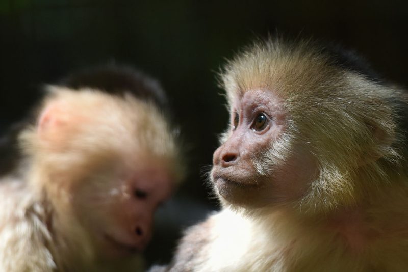 Newark reports of monkeys on the loose may be AIdriven Officials
