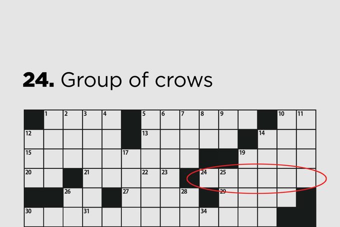 group of crows