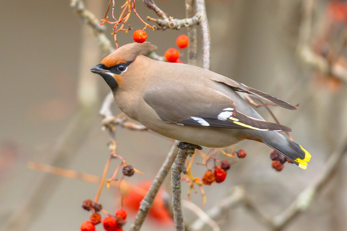 Cet oiseau du Nord s’installe en France chaque hiver, et son chant — free download