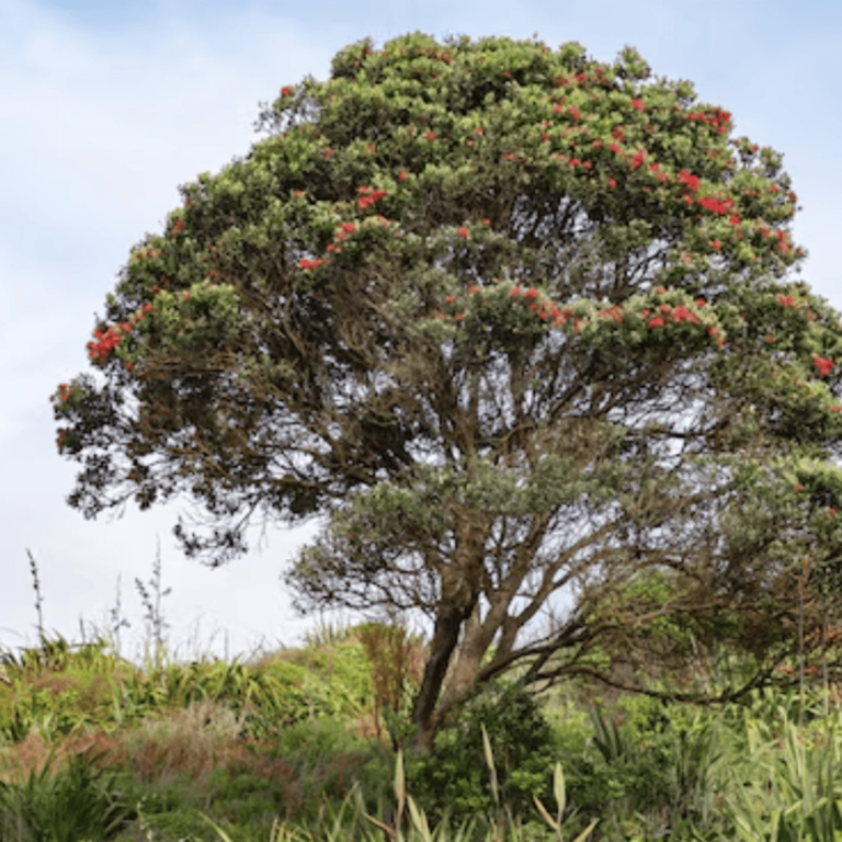 Estos son los árboles que nunca hay que plantar porque levantan el suelo con sus raíces