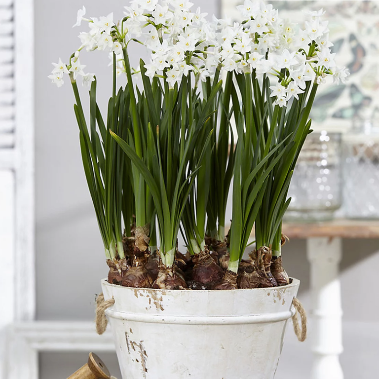 How Do I Get My Paperwhites to Bloom? 5 Simple Steps to Bring These ...