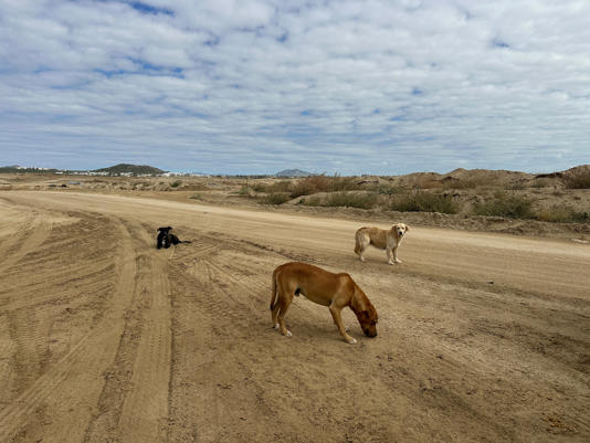 Legacy Club at Diamante Cabo San Lucas (Adam Schupak/Golfweek)