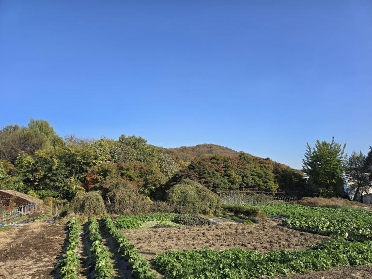 땅 사도 대박 기대 어렵다… 사흘만에 문의전화 뜸해져 [그린벨트 풀린 서리풀지구 가보니]