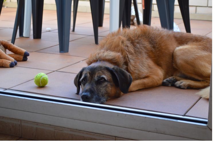 Think You’re a Great Dog Owner? These 10 Mistakes Say Otherwise