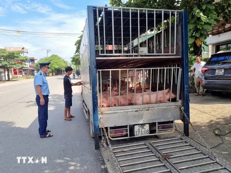 Đoàn Kiểm tra liên ngành cơ động của tỉnh Thái Nguyên kịp thời phát hiện, tiêu hủy gần 8 tạ lợn đã chết và có biểu hiện mắc bệnh. (Ảnh: Thu Hằng/TTXVN)