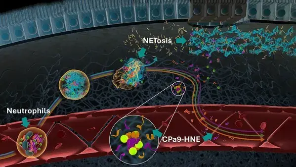 CPa9-HNE生物标志物获FDA认可，Nordic Bioscience推进炎症性肠病精准医疗