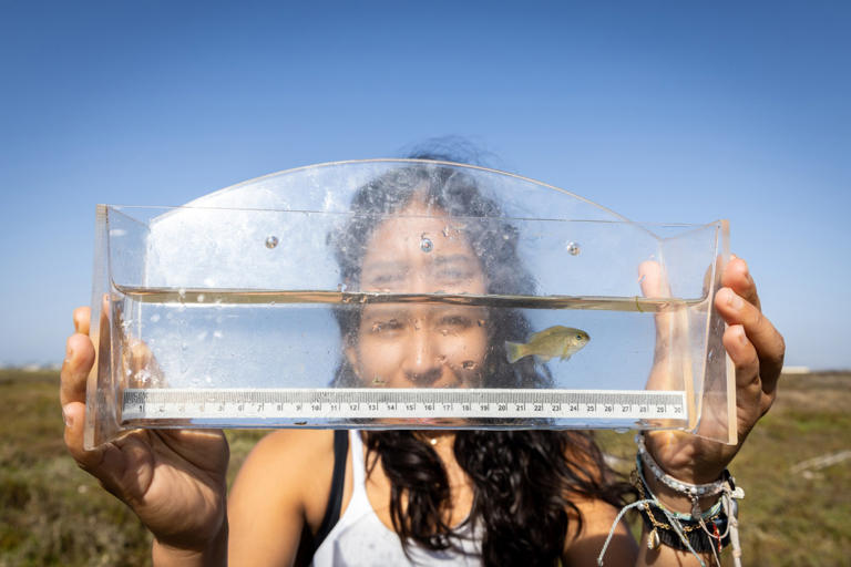 What oxygen levels in the Tijuana River estuary tell us about the ...