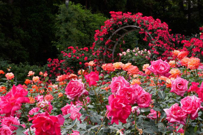 11 Unusual Gardens Ideas To Consider