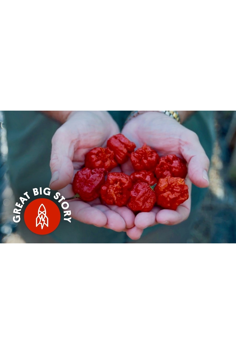 Die feurige Geschichte des Carolina Reaper, eine Weltrekordhitze