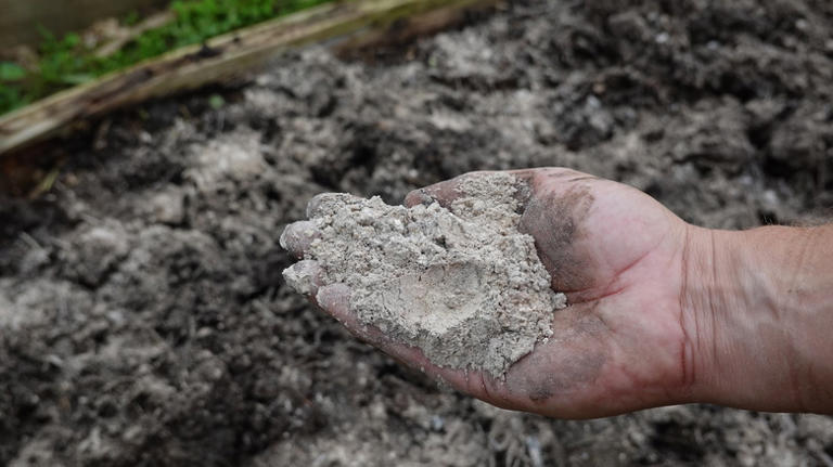 hand hold ash in garden