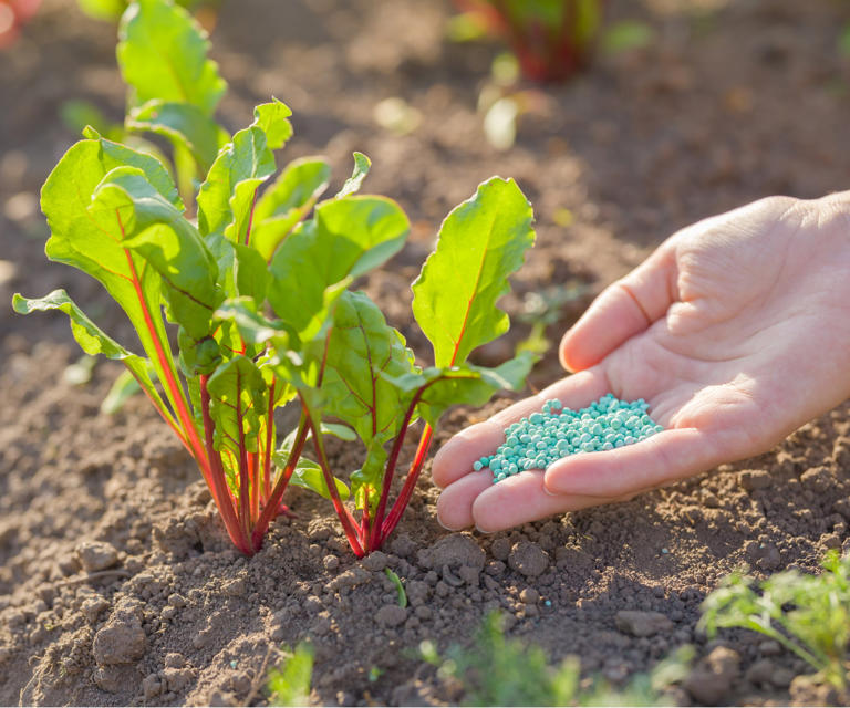 Fertilizer storage mistakes – experts reveal 7 missteps that can ruin ...