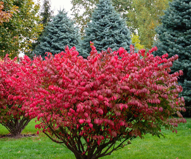 How to grow spindle trees – for a vibrant, colorful fruit display in ...