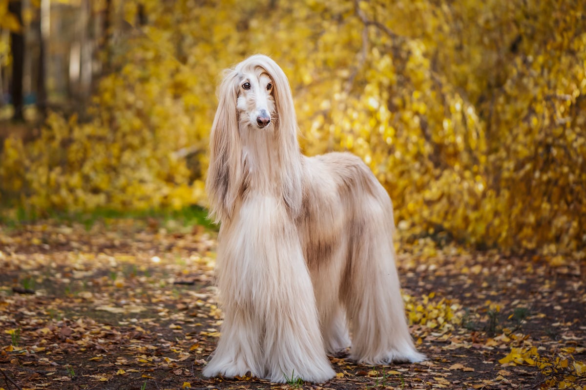 15 Most Expensive Dog Breeds You Can Adopt Today