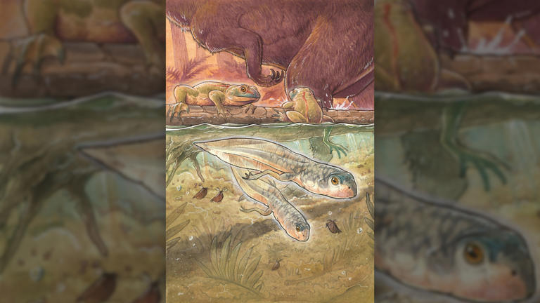 Oldest tadpole on record was a Jurassic giant