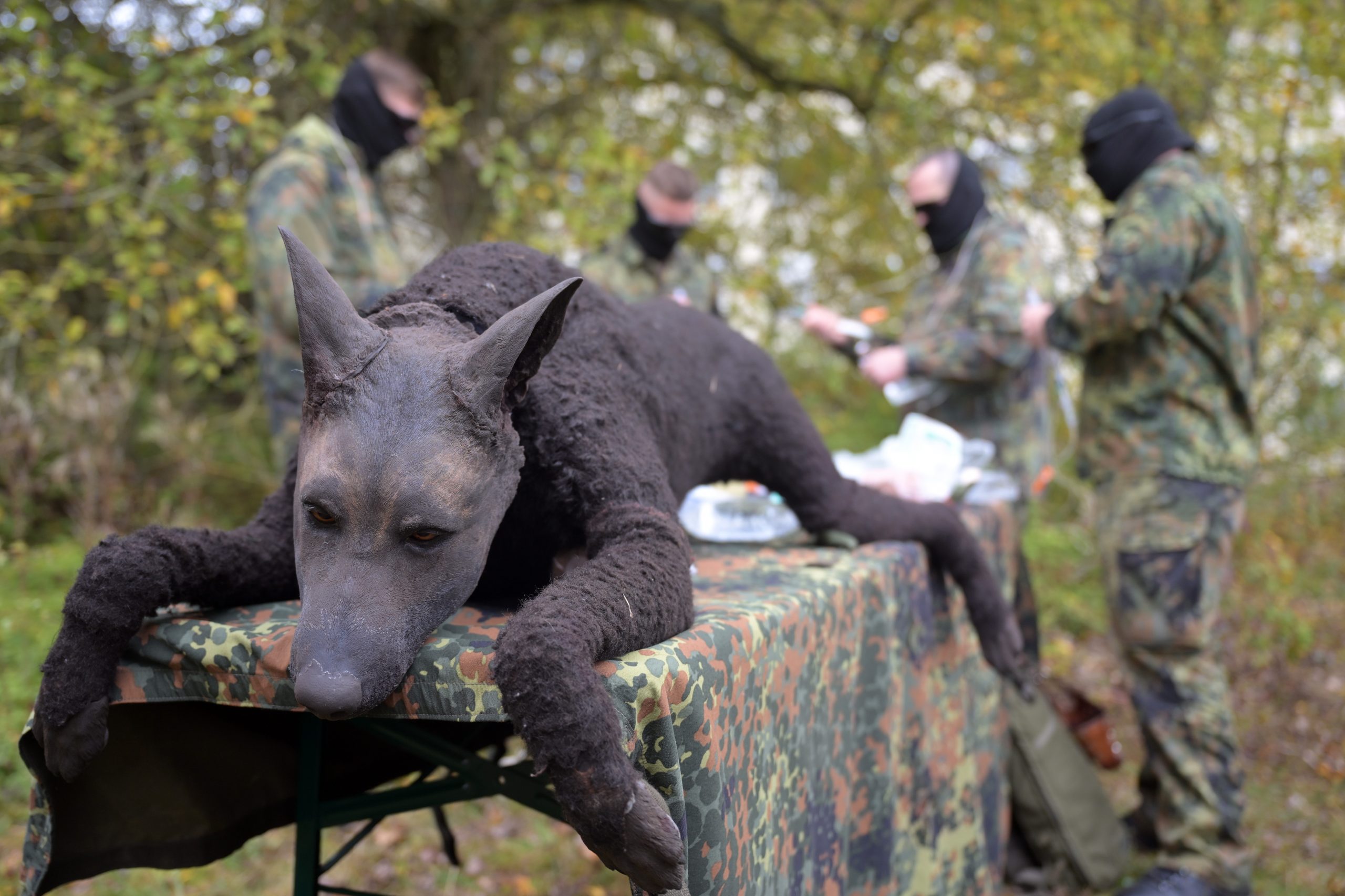 Specially trained dogs heading to the front line in Ukraine