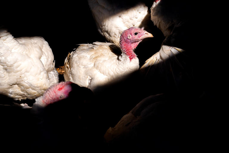 Los casos de gripe aviar en humanos se han registrado en trabajadores que participaban en el sacrificio de aves infectadas con el virus H5N1.
