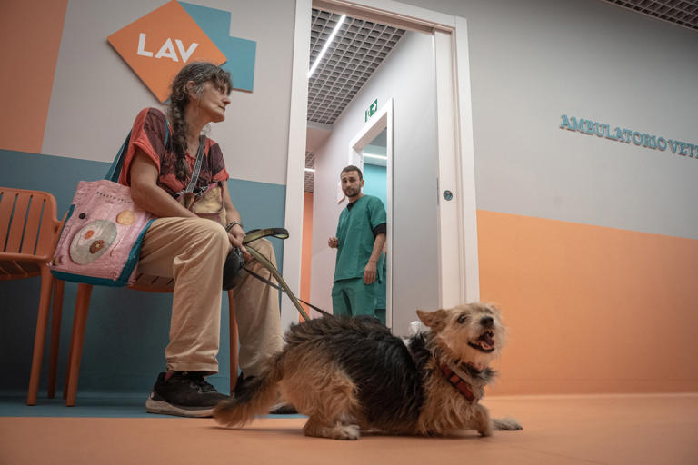 Reciben atención gratuita: así es la primera clínica veterinaria social en Italia