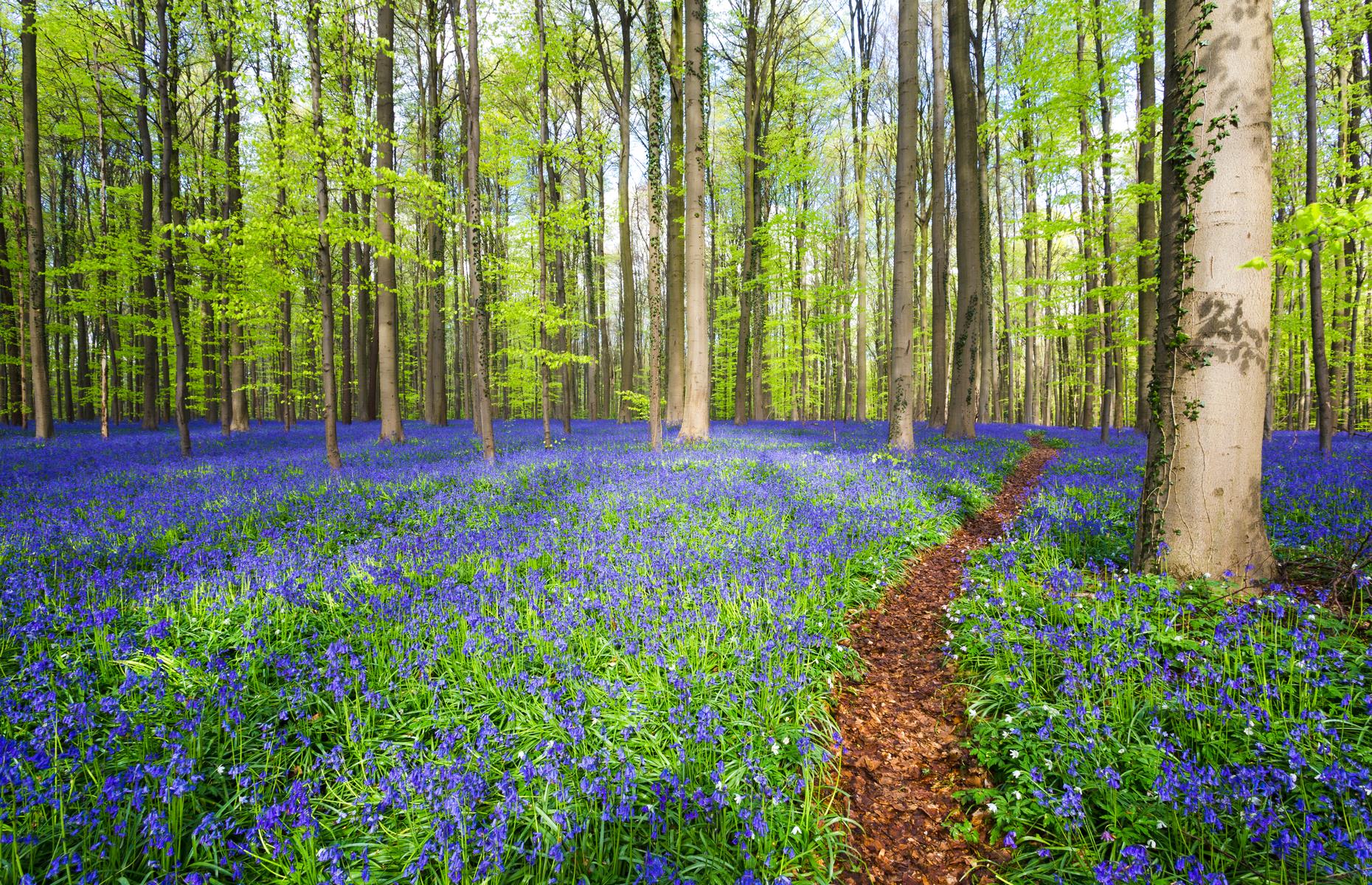 27. Hallerbos, Belgium