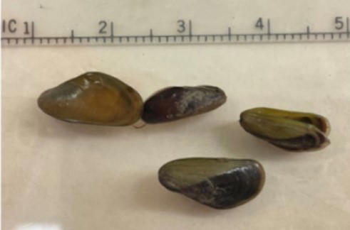 Invasive Golden Mussels found in California Delta, first time in North