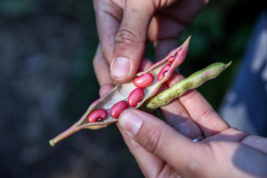 Castillo holds Salvadoran red beans grown in his garden.