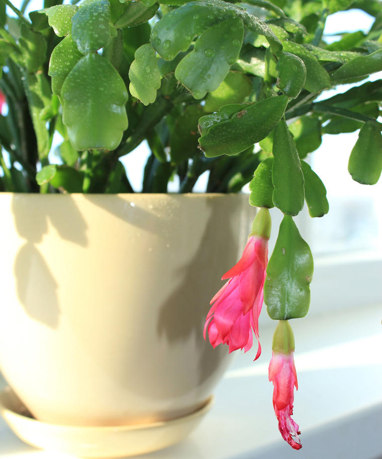 Why are the leaves on my Christmas cactus turning limp? Experts explain