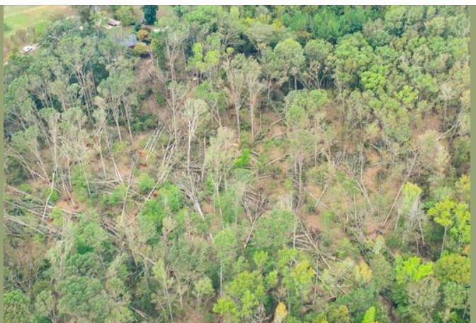 Hurricane Helene caused nearly $200M in timber damage, state assessment ...