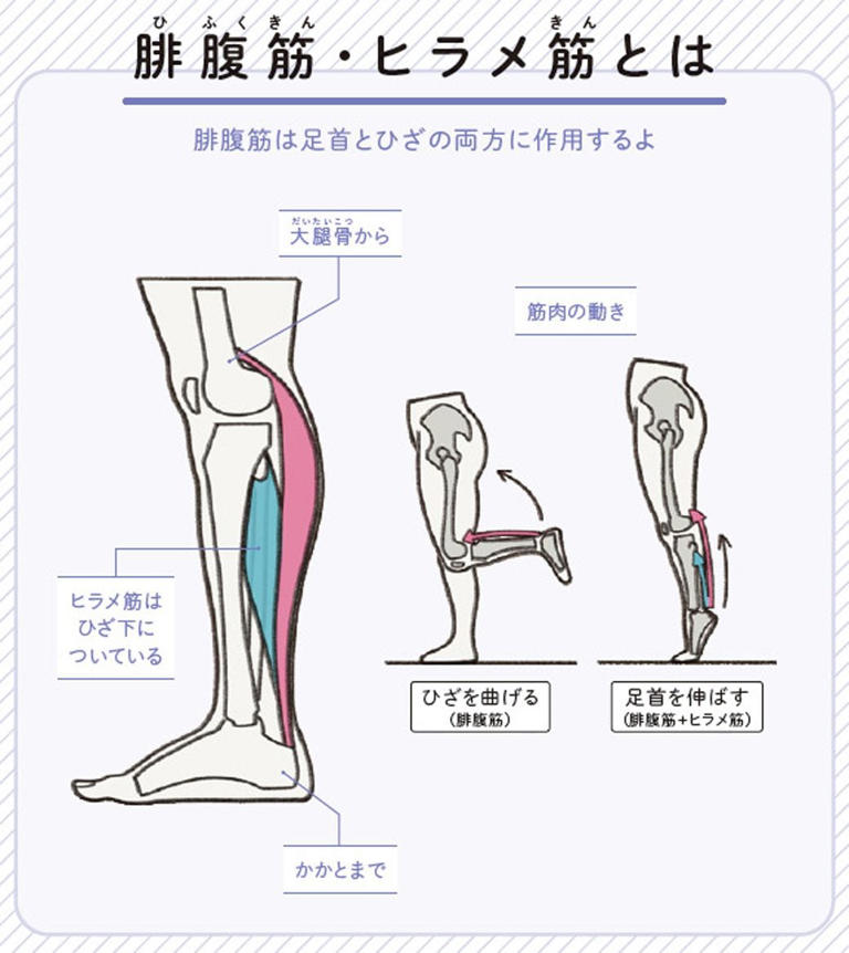 （画像：『世界一わかりやすい 筋肉のつながり図鑑セルフケア編』より）