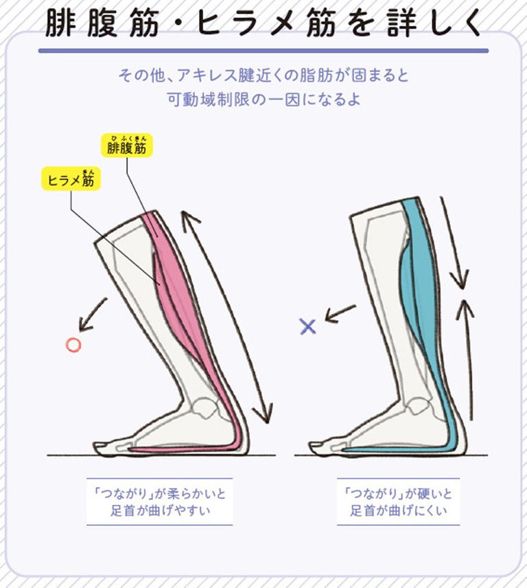 （画像：『世界一わかりやすい 筋肉のつながり図鑑セルフケア編』より）