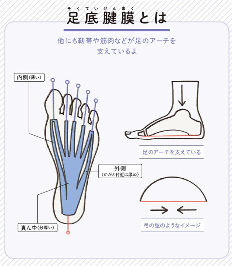 （画像：『世界一わかりやすい 筋肉のつながり図鑑セルフケア編』より）